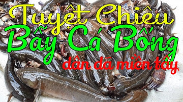 Bắt Cá Bống Dừa Bằng Chai Nhựa Độc Đáo Ở Miền Tây  ( Disecovery Mientay )
