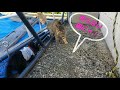 障害子猫の闘病日記⑰