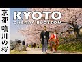 Kyoto Cherry Blossom 2021 - Kamogawa River north of Nakaragi Path (Japan) [4K] 京都