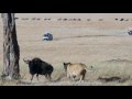 Lion vs Wildebeest - 2 Lions Teach Cub How to Hunt!