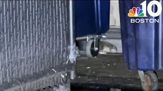 Rats! Waltham residents fed up with rodent problem