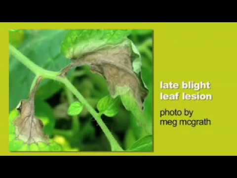 Video: Ce este tutura târzie a țelinei - Recunoașterea bolii târzii pe plantele de țelină