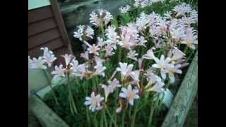 My Great Pink Lillies.surprise Lillies.