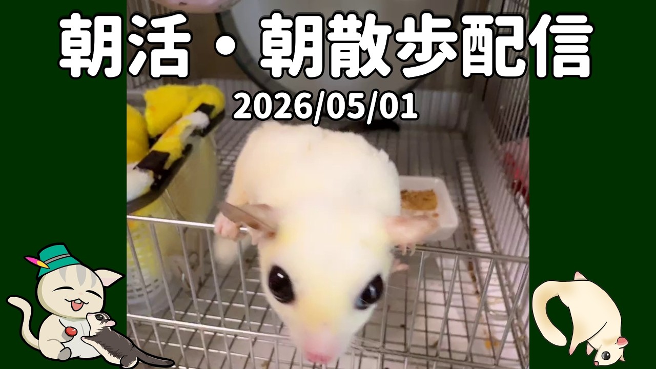 フクロモモンガ】【朝活】 2026/05/01 7時のフクモモ部屋んぽ&お世話