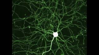 Deep Sleep Isochronic Tones - Put your Brain In Delta and Sleep Properly