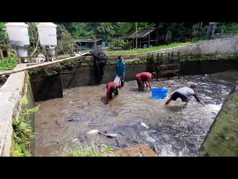 Waw panen ikan patin yang sudah ukuran Jumbo, KALIAN WAJIB TAU