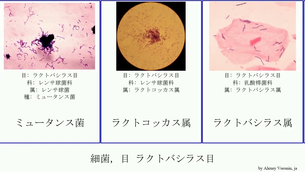 ラクトバシラス