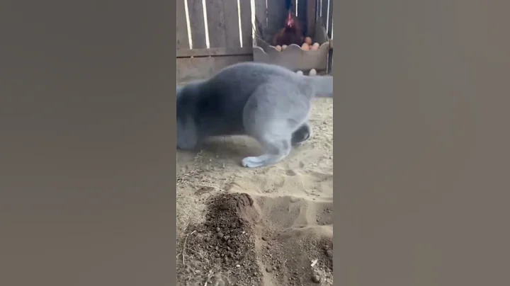 Video 11639931: british shorthair silver