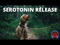 Serotonin Release Music - Happiness Frequency - Binaural Beats