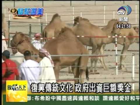 970412 駱駝選美