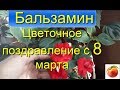 Бальзамин Выращивание  Уход Impatiens Разведение Ванька мокрый недотрога цветы в саду