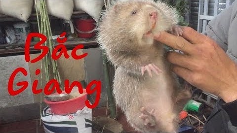 Dúi Trung Quốc | Dúi Mốc Đại | Khách từ xa đến bắt giống mốc đại thuần chủng | Chuột Tre 360