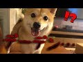 「ジョーズ」のテーマが流れるとどうしたらいいか分からなくなる柴犬