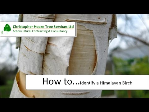 How to identify a Himalayan Birch