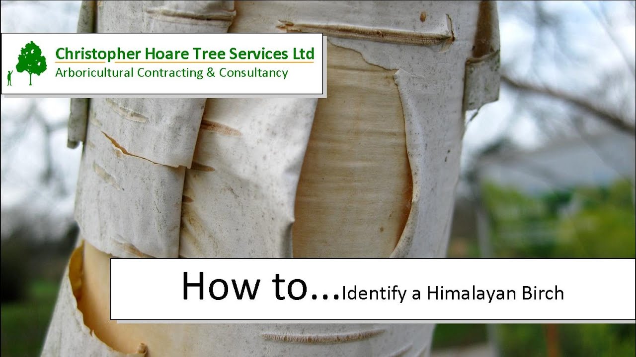 How to identify a Himalayan Birch
