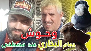 وحوش حمام البخاري عند مولوع كبير مصطفى