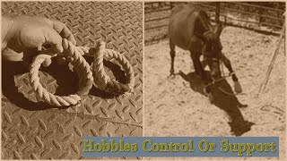 Hobble Training - Overcoming Anxiety by High Desert Homestead 228 views 1 year ago 12 minutes, 31 seconds