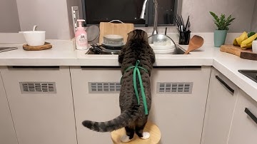 When you own the HARDEST-WORKING Cat in the World