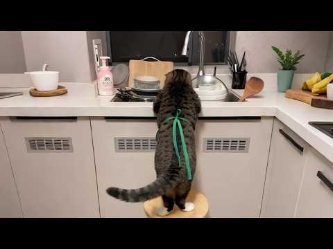 Careers That Involve Cats