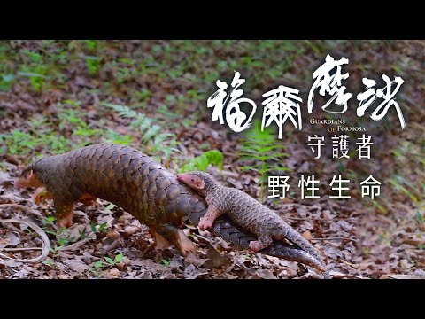 台綜-聚焦全世界-EP 51- 福爾摩沙守護者：野性生命篇