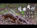 福爾摩沙守護者：野性生命篇 《聚焦全世界》第51期 ｜舒夢蘭｜Guardians of Formosa : Wildlife_EarthFocus_Taiwan Documentary