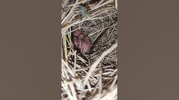 MashaAllah white & silver java breeding progress #short #viralshorts #birds #birdslover #trending