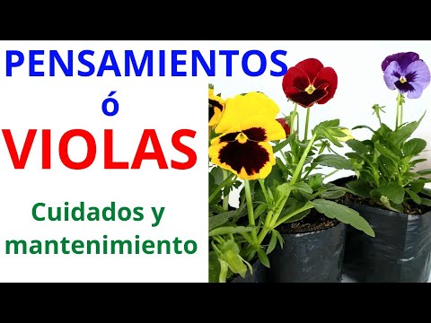 Video: ¿Cuándo deberías plantar pensamientos al aire libre? ¿Cuál es el mejor momento para plantar pensamientos?