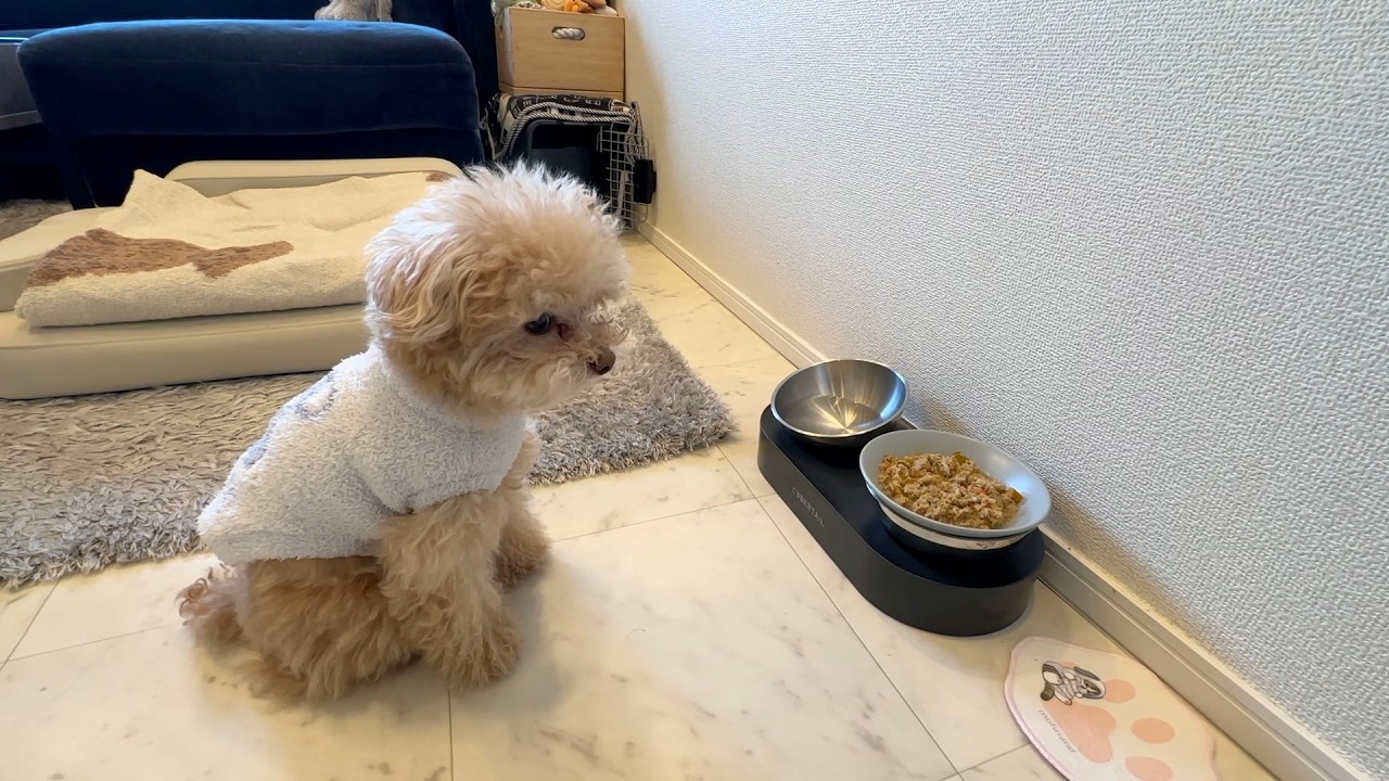 愛犬がごはんを食べない日が続いてます