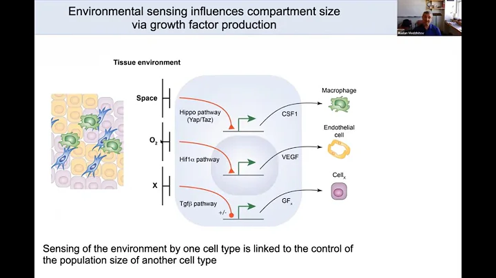 "Tissue Organization and Homeostasis" by Dr. Ruslan Medzhitov - DayDayNews