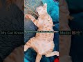 My Cat Knows How to Pose Like a Model 😹📸" #shorts #sleepingcat #funnycats #cat #catshorts