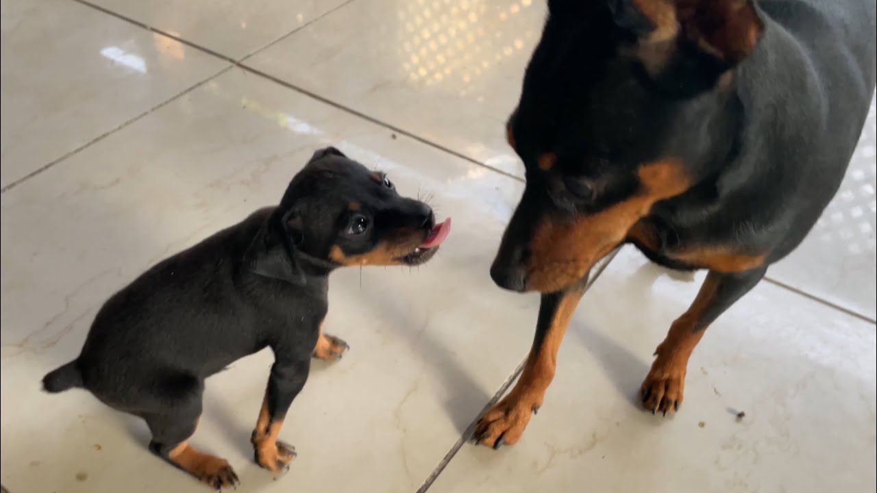 Miniature Pinscher Puppies Meet Their Family For The First Time!
