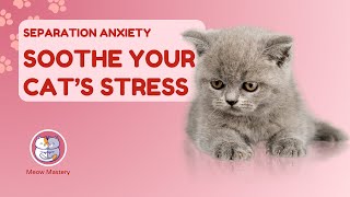 Separation Anxiety SOS: Soothe Your Cat’s Stress!