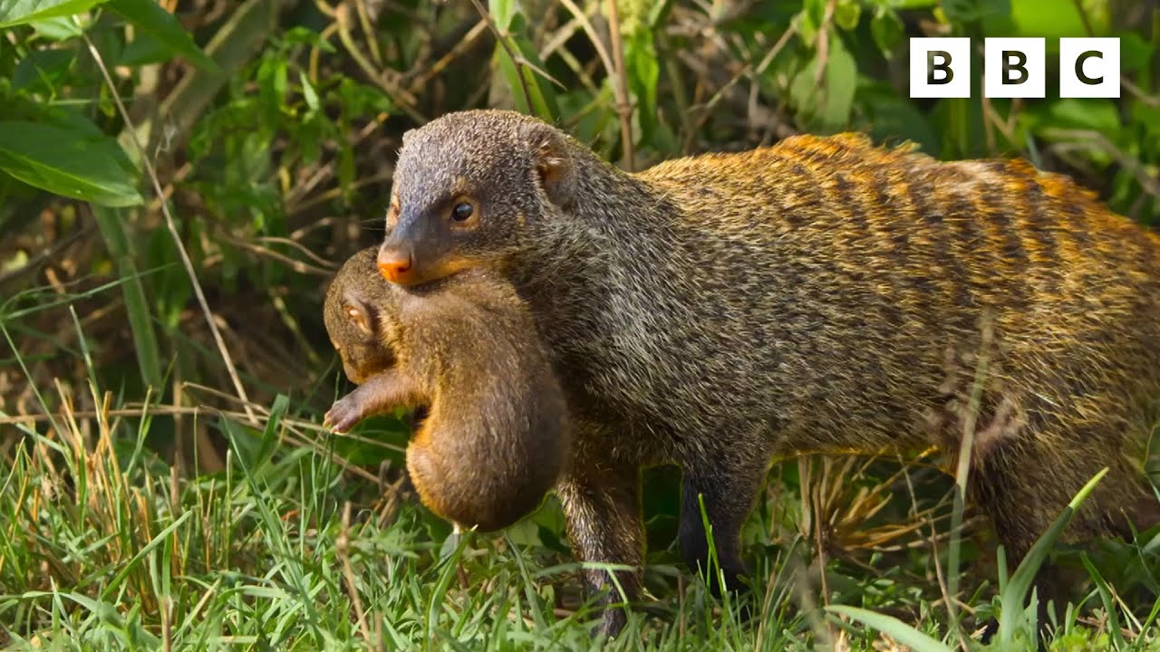 Outline Video Why you shouldn't pick on a mongoose | Serengeti - BBC