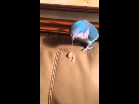 is throwing up bird throwing up caution graphic is throwing up bird throwing up caution graphic