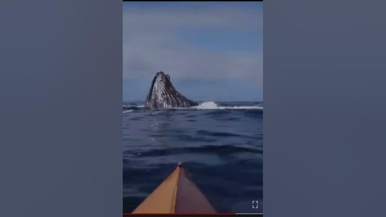 #SocietyJobs/@ShortsVideo/Blue Whale Activities/Biggest Blue Whale 🐳