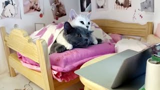 Cat Couple Having Romantic Movie Night