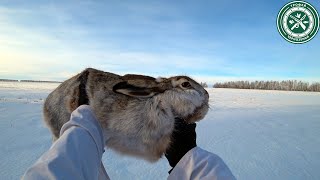 ЛУЧШИЙ ПОДЪЕМ ЗАЙЦА ! Охота на зайцев 2024