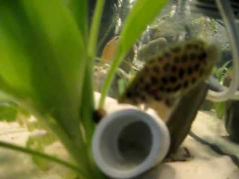 camera iphone 8 plus apk african spoted leaf fish