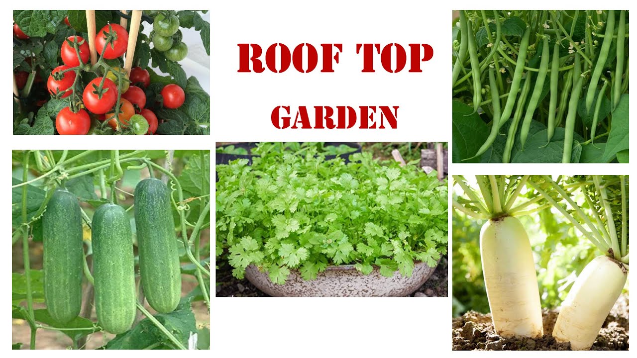 Rooftop Garden//Top 10 Vegetables At Home//Small Kitchen Garden At Home