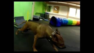 Springback Flyball box