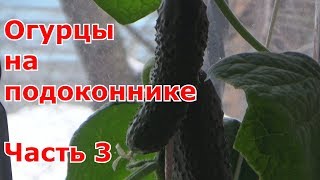 Огурцы на подоконнике. 27.03. Часть 3. Выращивание. Сбор урожая.