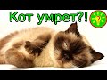 Почему кот плохо кушает.  Прорвался гнойник.  Лечение