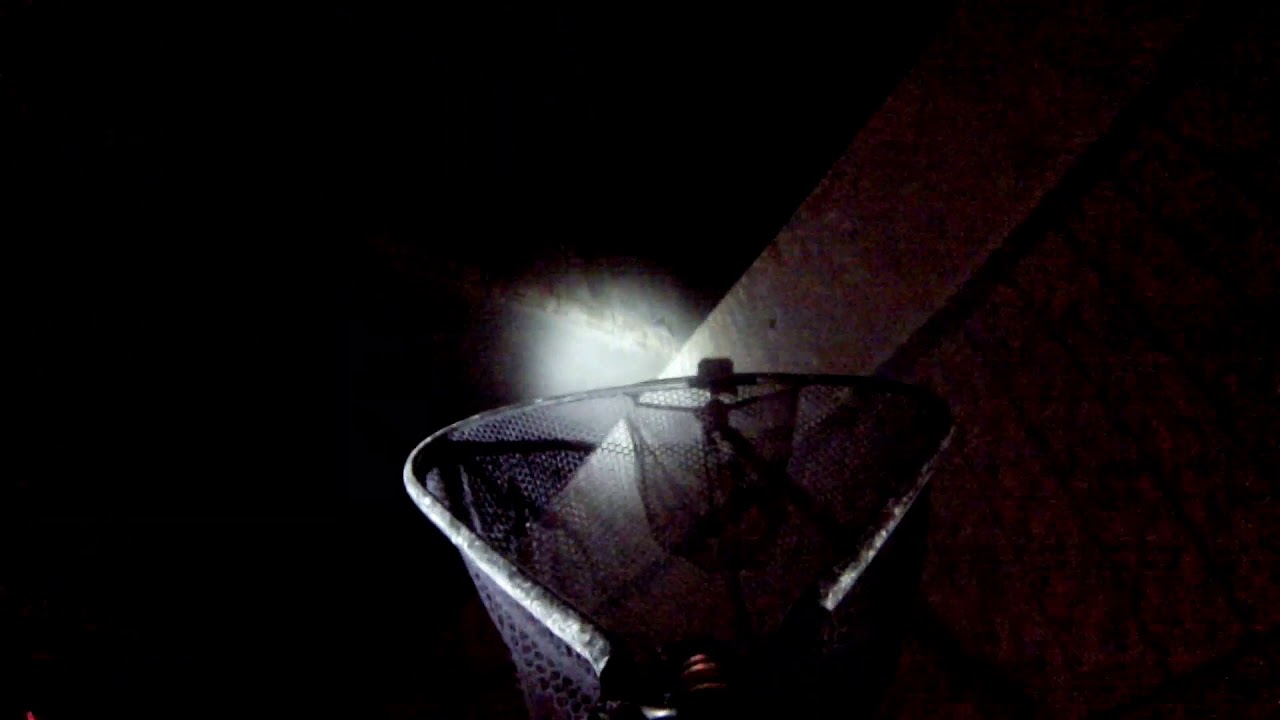 Pigeon removal at its finest / utah pigeon suppliers