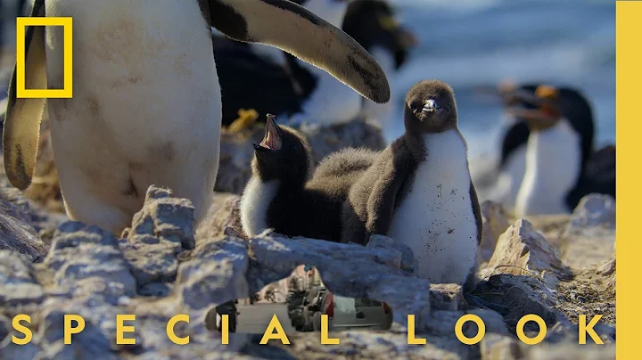 The Most Adorable Penguin Chicks | Secrets of the Penguins | National Geographic