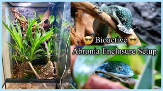 Setting Up a Bioactive Abronia Graminea Enclosure!!