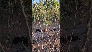 Download Lagu bẫy gà rừng mới nhất #baygarung #bẫygàrừng #baygarungmoinhat MP3