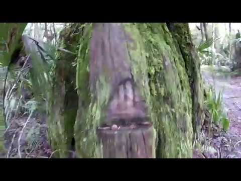 history of violence Logging History at Lower Wekiva Preserve