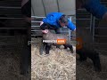 This powerful sheep breed is known for rapid growth, strong muscles, and high-quality production.