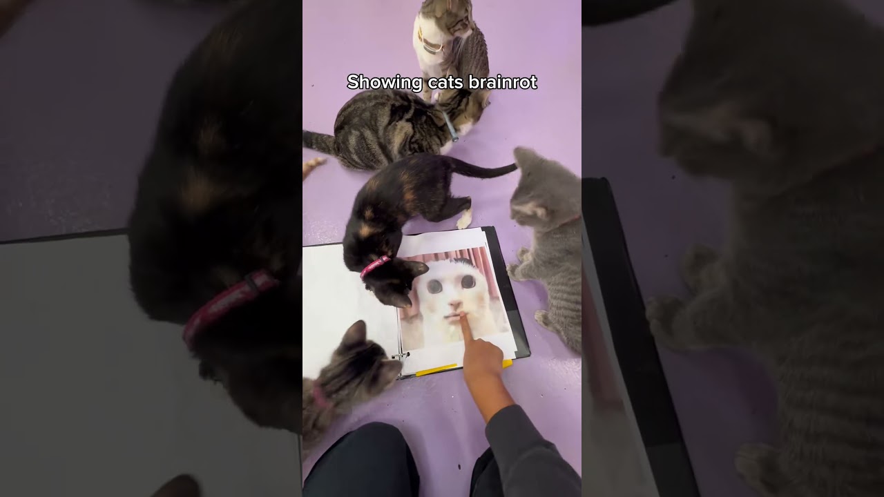 Cat Brain rot! Are cats cooked? Tiktok: purrfectocatlounge  