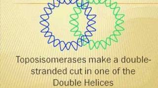 Decatenation of a Bacterial Chromosome